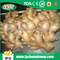 2013 New Crop Air Dried Ginger